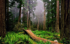 Sean Shadmand Presents for NewCo’s Yahoo Content&nbsp;Series